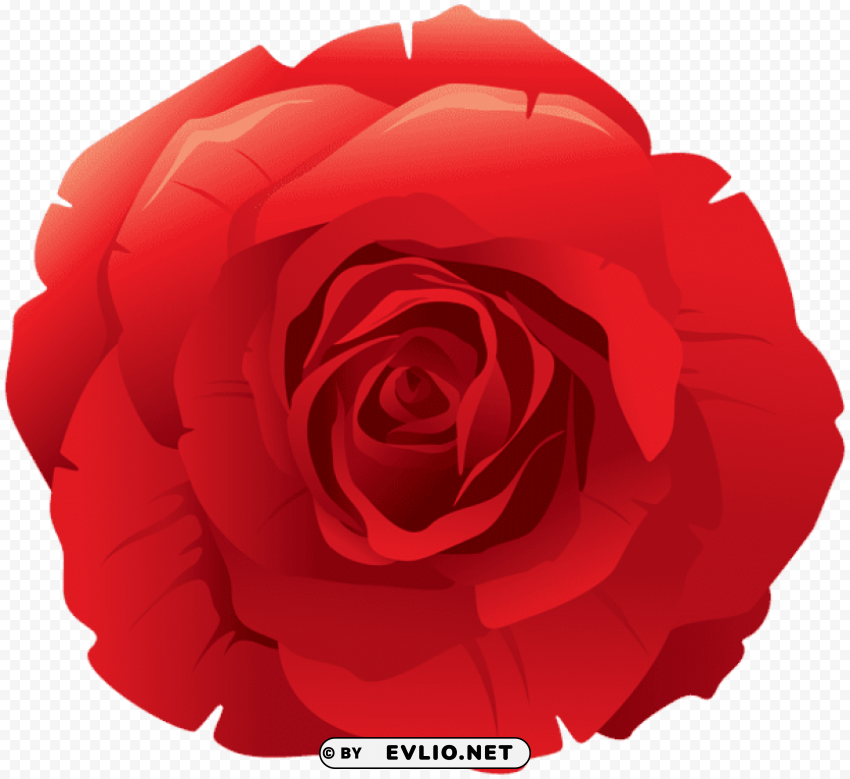 red rose decorative PNG format with no background