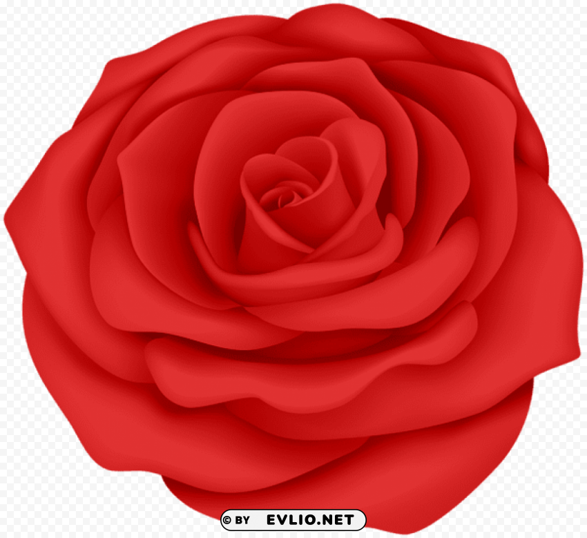 red rose flower Transparent PNG image