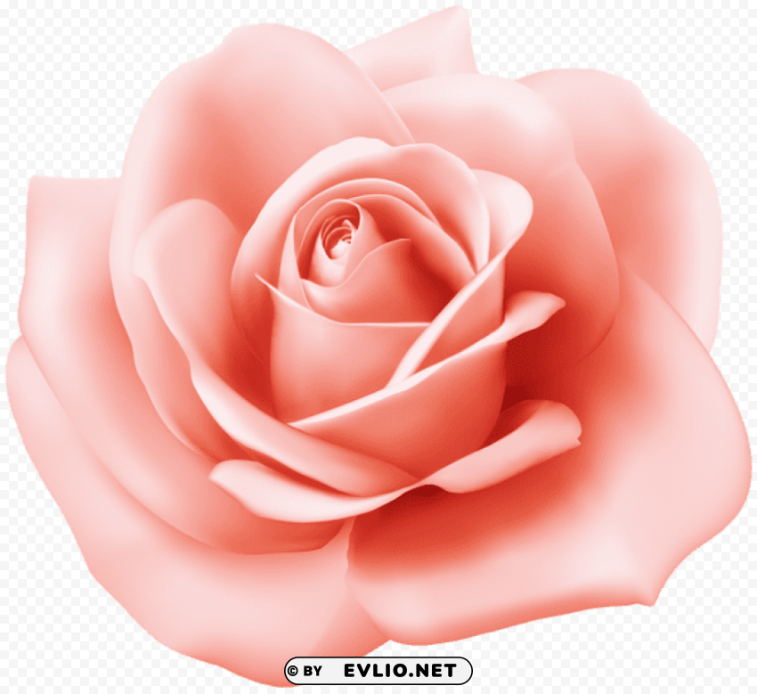 Rose Transparent PNG With Isolated Object