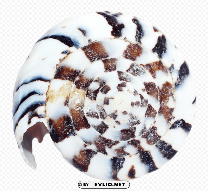 sea ocean shell PNG images no background