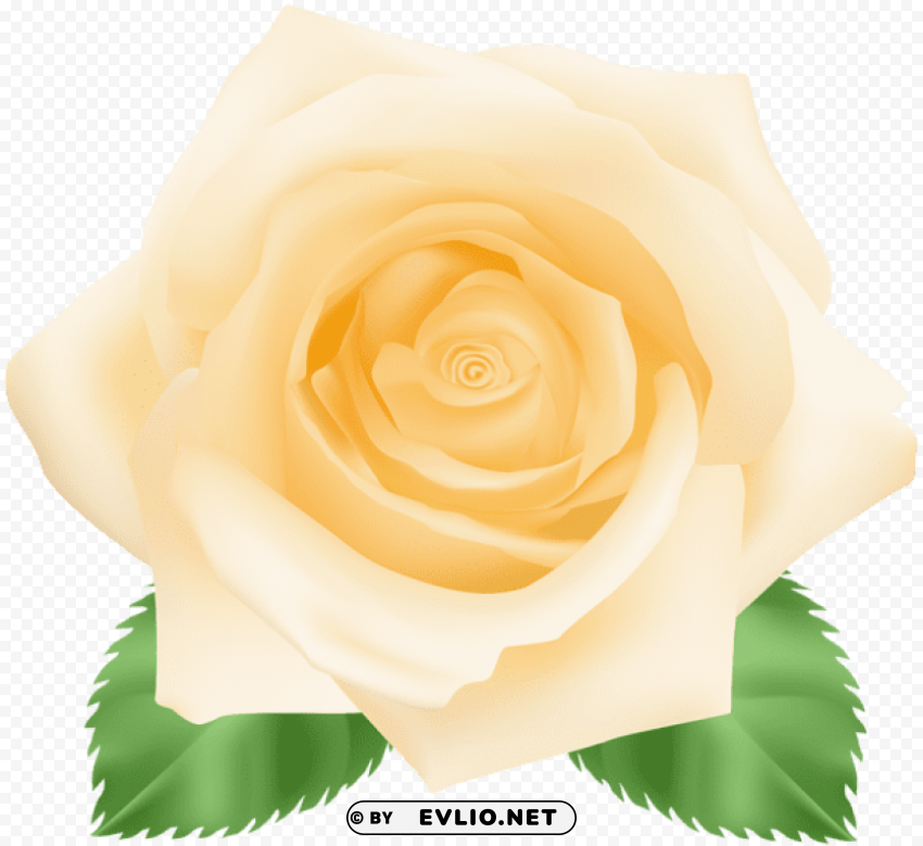 yellow rose PNG images with no background essential