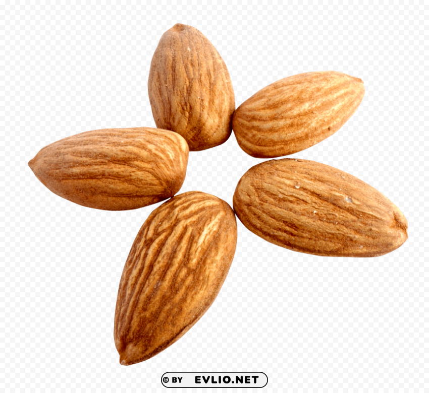 Almond Free PNG images with transparent background