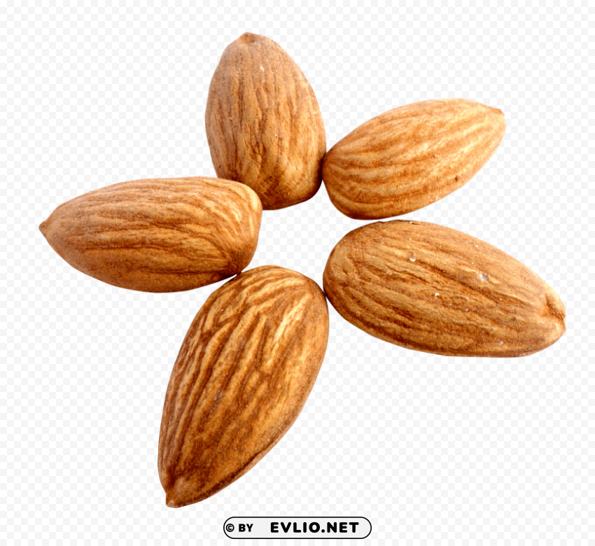 Almond PNG Without Watermark Free