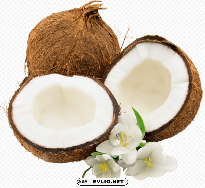 coconut PNG without watermark free