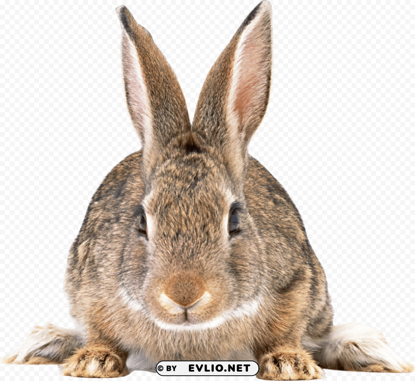 cute brown rabbit PNG Image Isolated with Transparent Clarity