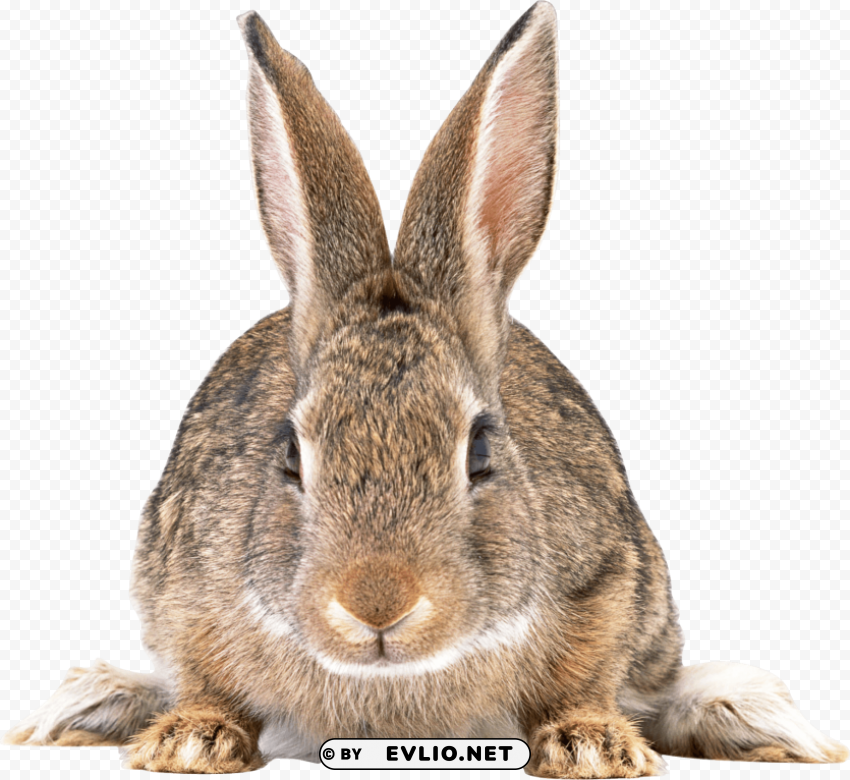 Cute Brown Rabbit Isolated Subject On HighResolution Transparent PNG