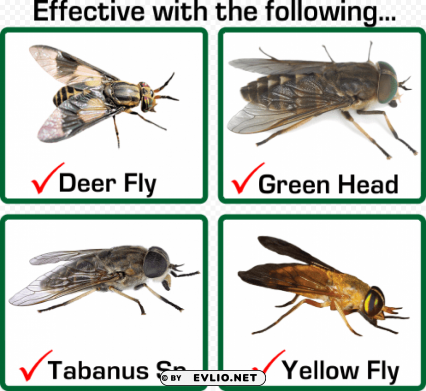 horse fly vs deer fly Transparent PNG Isolated Graphic Element
