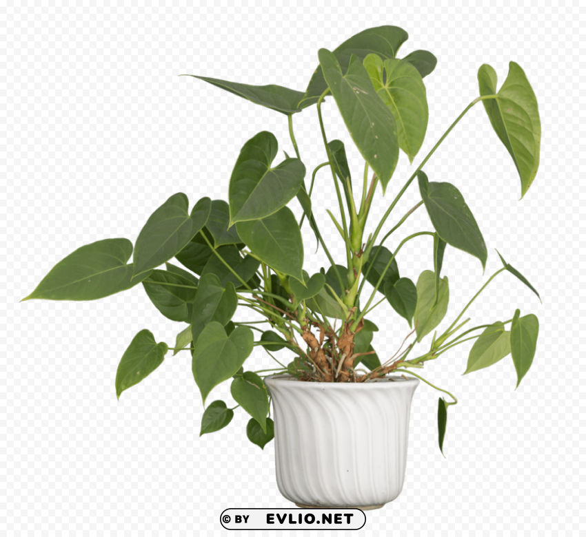 Nature Plants Transparent background PNG clipart