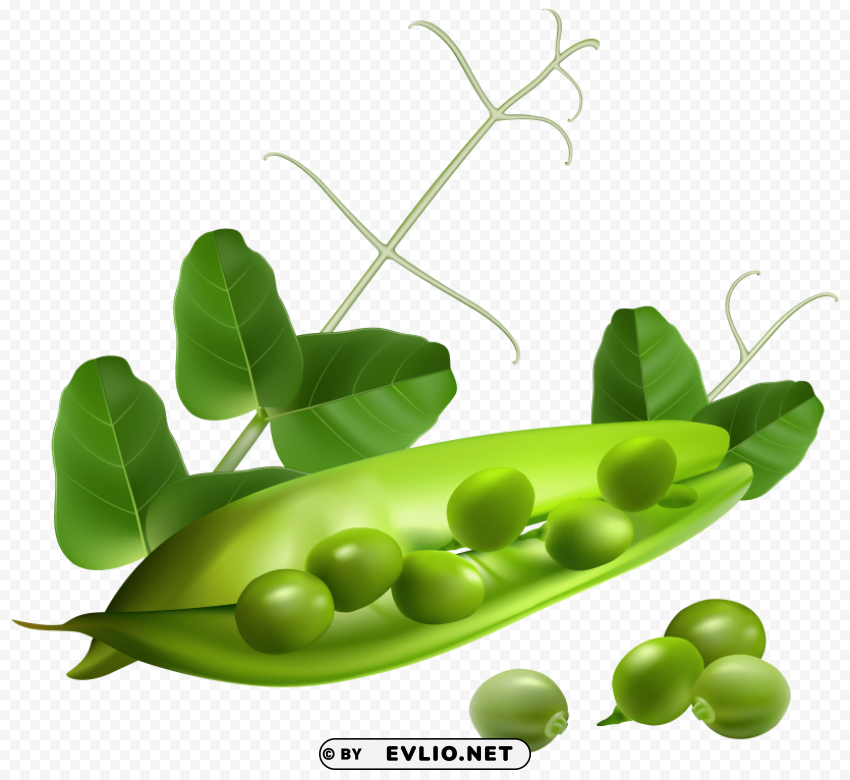 Pea Isolated Subject On Clear Background PNG