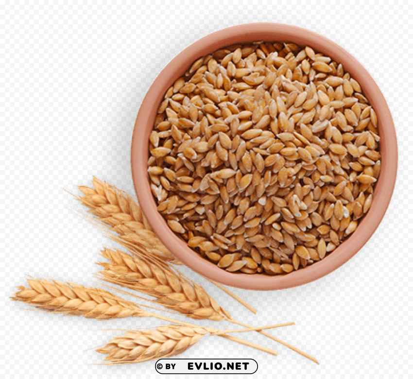 Wheat PNG Graphic with Isolated Design