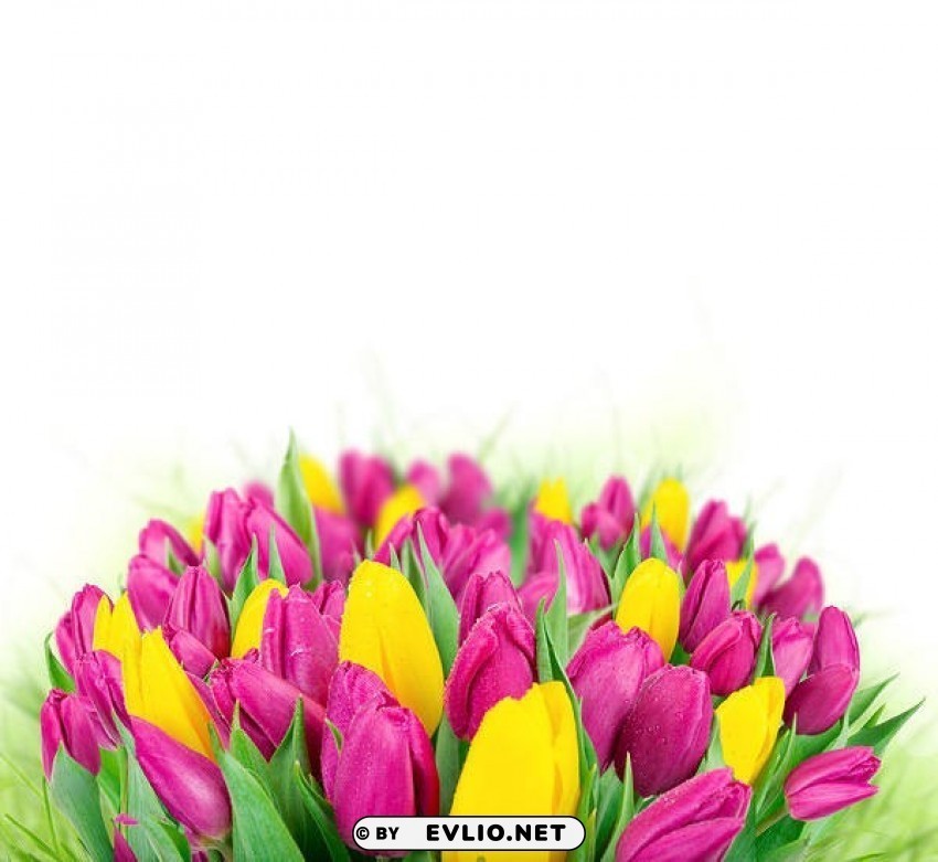 beautiful tulips white Transparent PNG images for printing