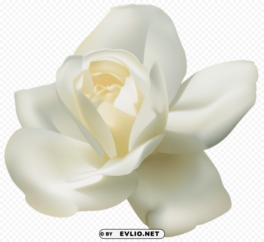 PNG image of beautiful white rose PNG images with high transparency with a clear background - Image ID e2685ead