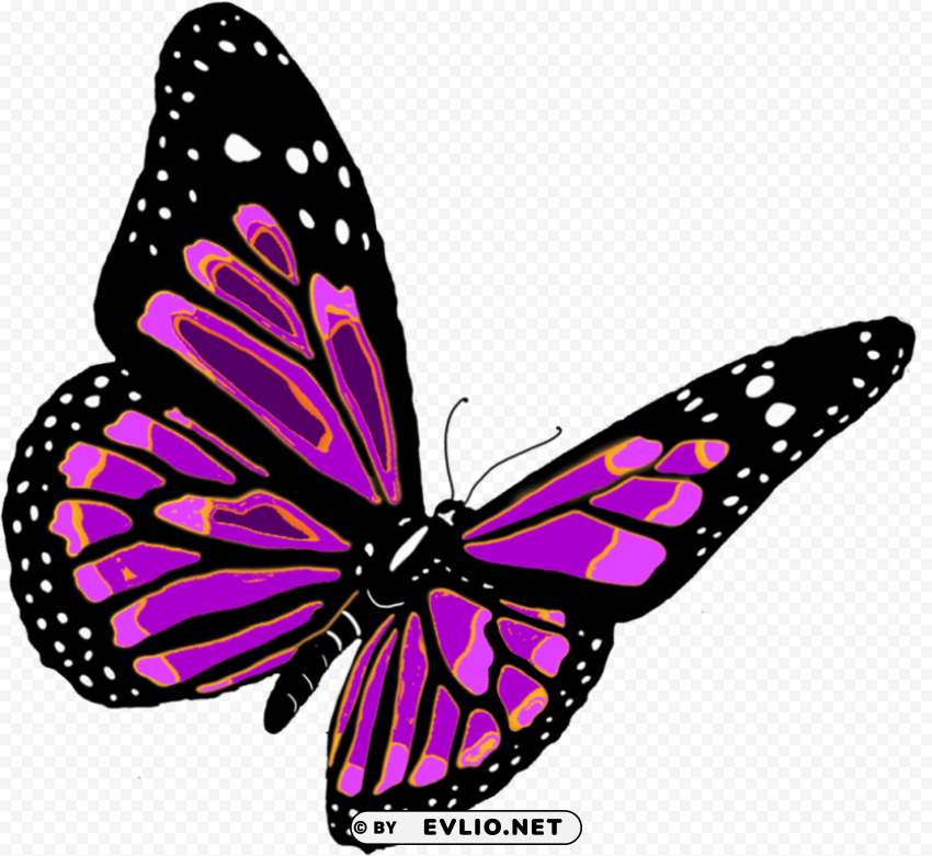 Butterfly Free PNG Images With Clear Backdrop