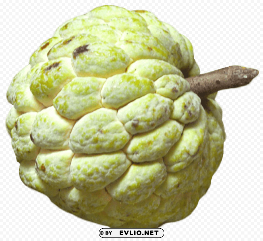 Custard Apple Isolated Element with Clear PNG Background png - Free PNG Images ID 39a660d6