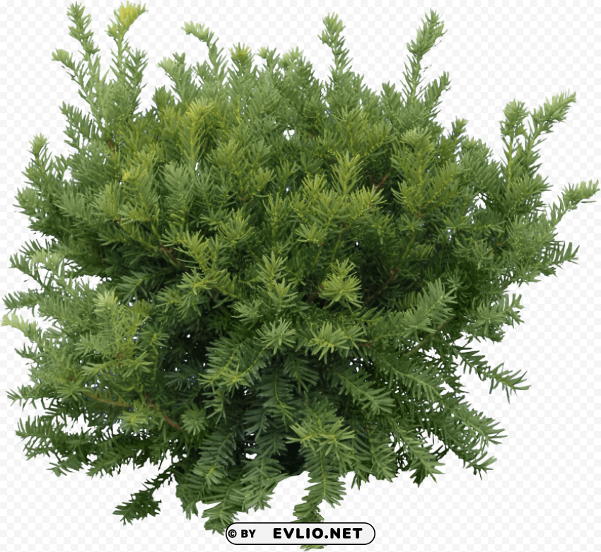 fir tree Transparent PNG images free download