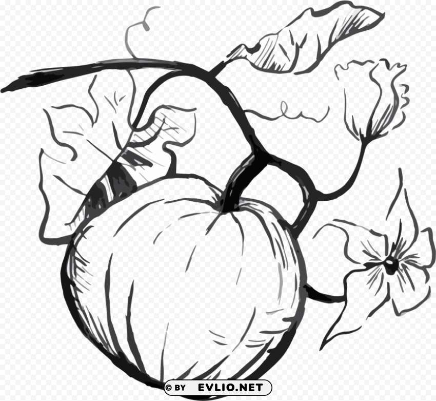pumpkin drawing Isolated Icon in HighQuality Transparent PNG