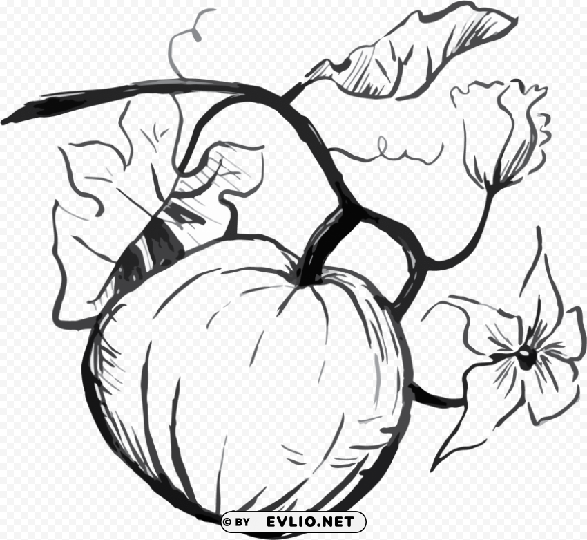 Pumpkin Drawing Isolated Icon In HighQuality Transparent PNG