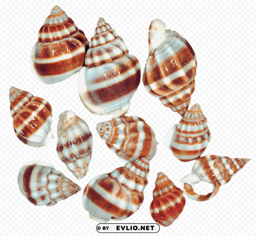 transparent sea snail shells Clean Background Isolated PNG Design