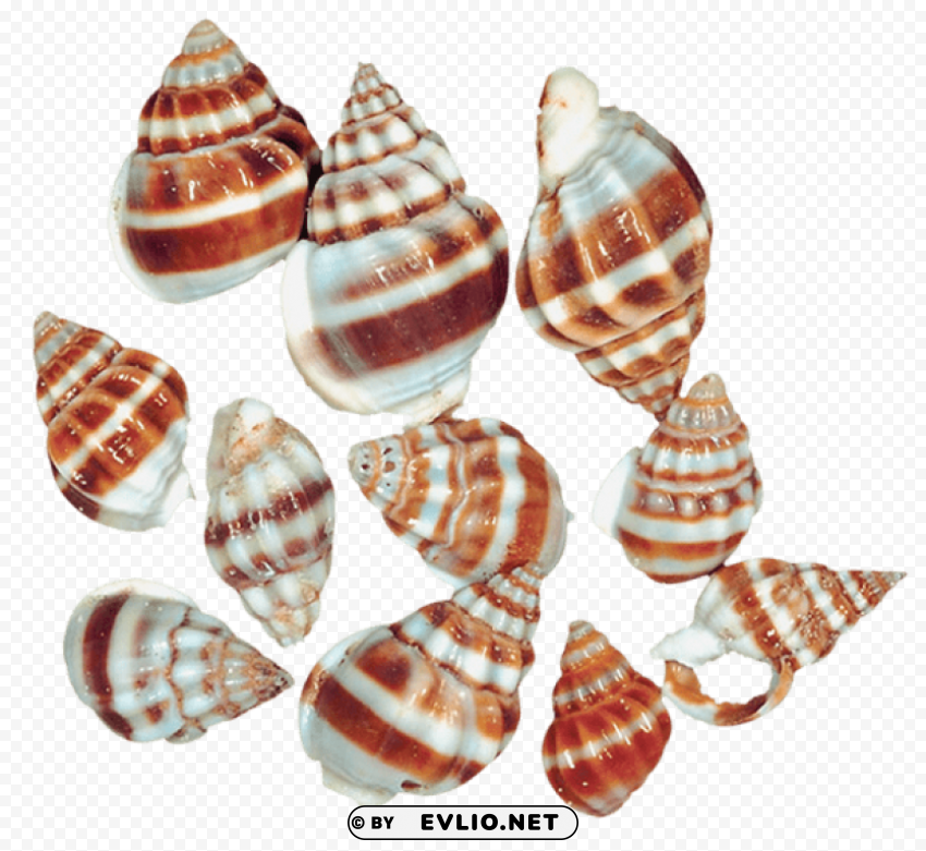 Transparent Sea Snail Shells Clean Background Isolated PNG Design