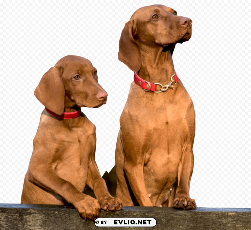 two dogs ClearCut PNG Isolated Graphic