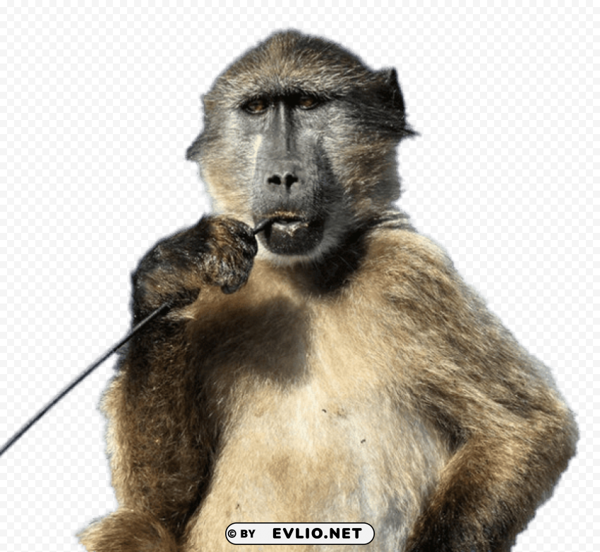 baboon with stick in his mouth PNG images with no watermark png images background - Image ID 94d90244