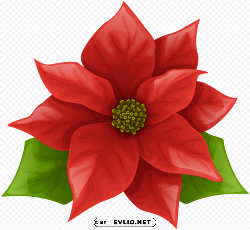 christmas poinsettia PNG with transparent bg
