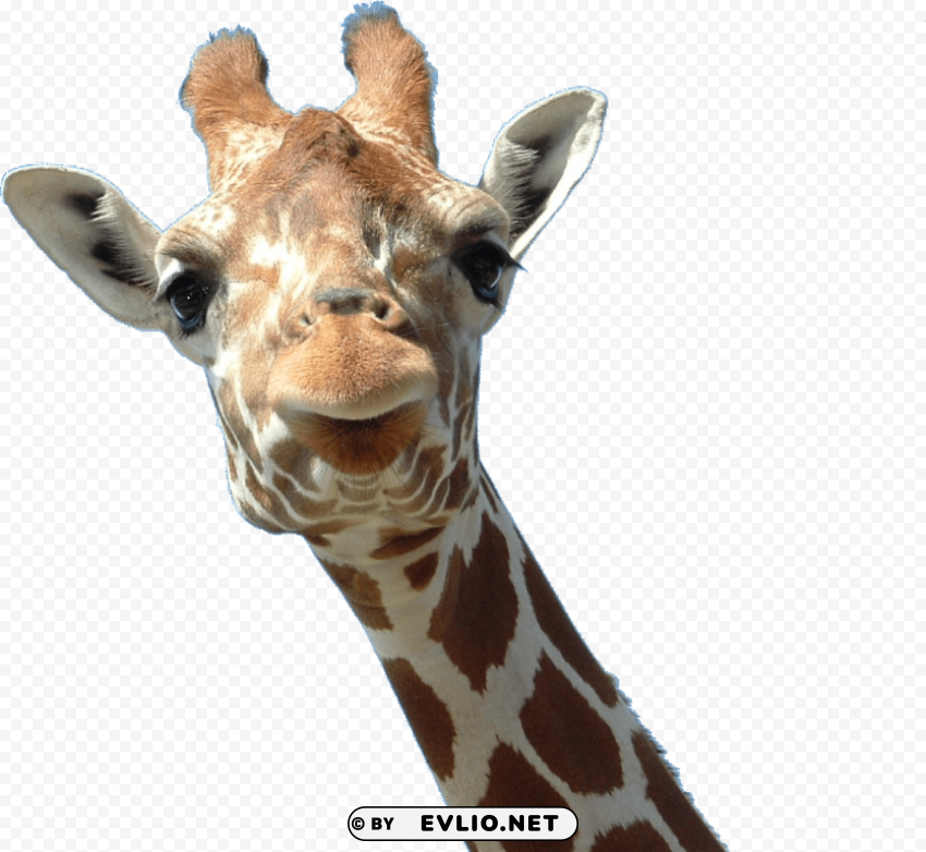 giraffe Free PNG file