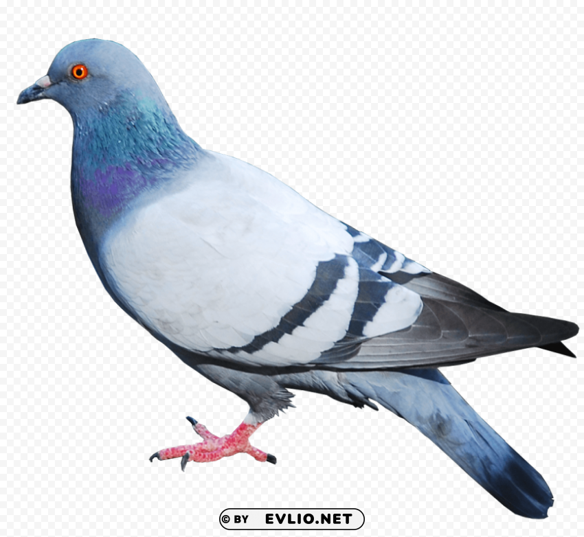 pigeon PNG images for personal projects