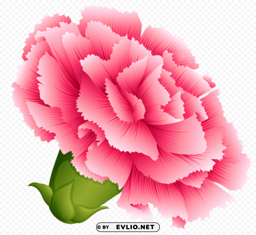 pink carnation Clear PNG pictures broad bulk