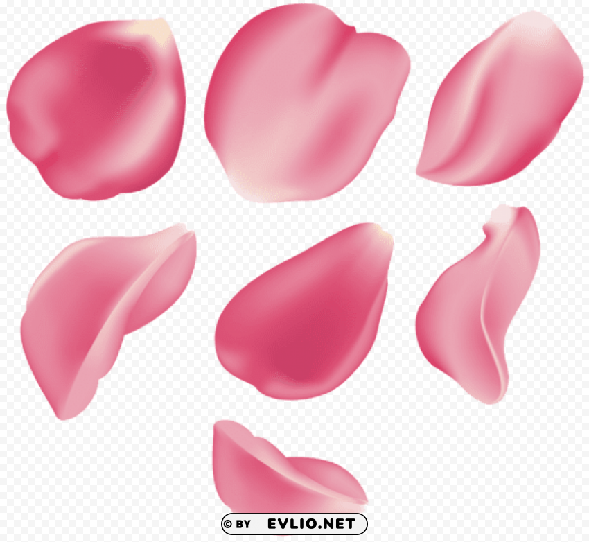 rose petal set pink transparent Clear Background PNG Isolated Illustration