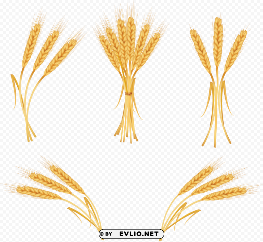 Wheat PNG icons with transparency