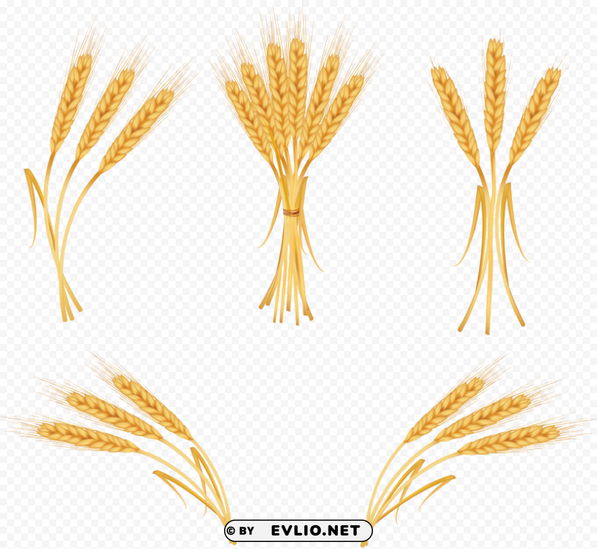 PNG image of Wheat PNG images for merchandise with a clear background - Image ID 6d2e1eb1