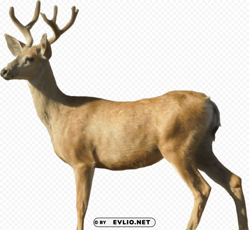 deer Isolated Subject in HighResolution PNG