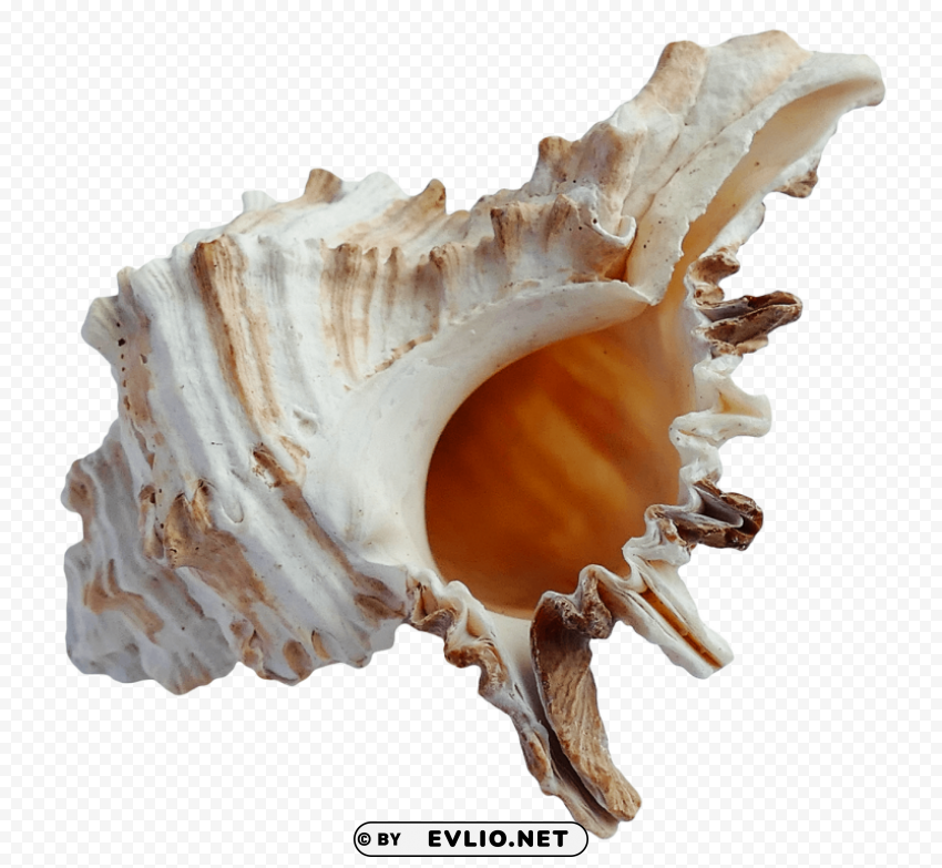 Ocean Sea Shell Transparent PNG Isolated Graphic with Clarity