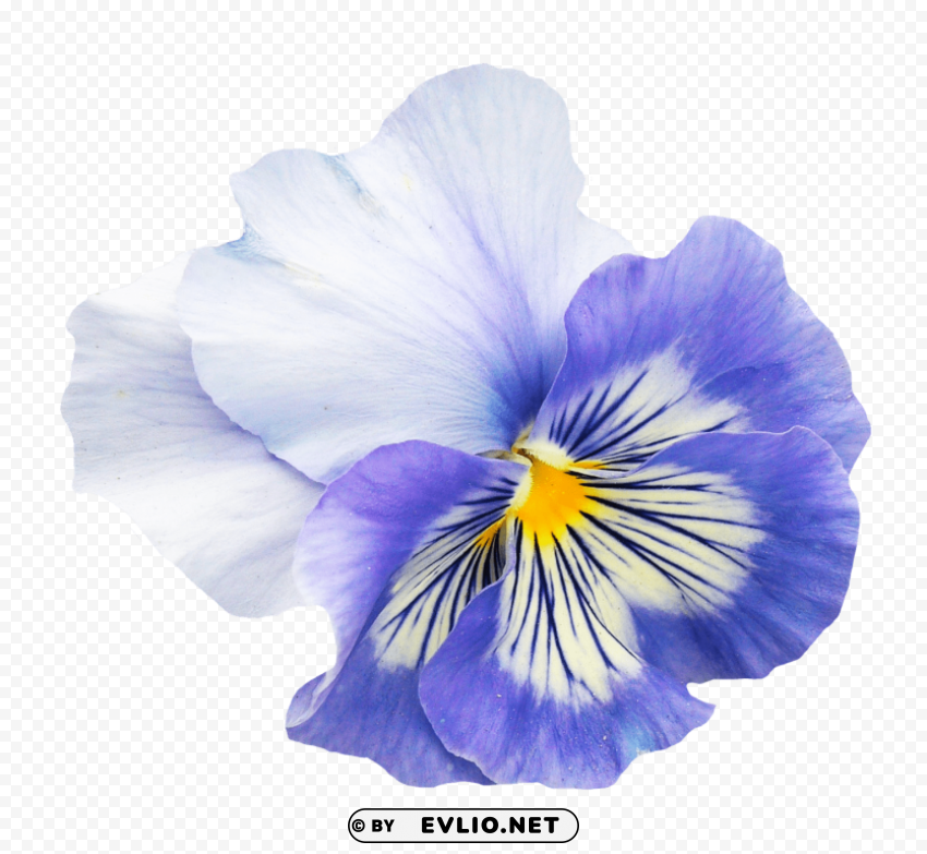 PNG image of pansy flower PNG without background with a clear background - Image ID c9078f11