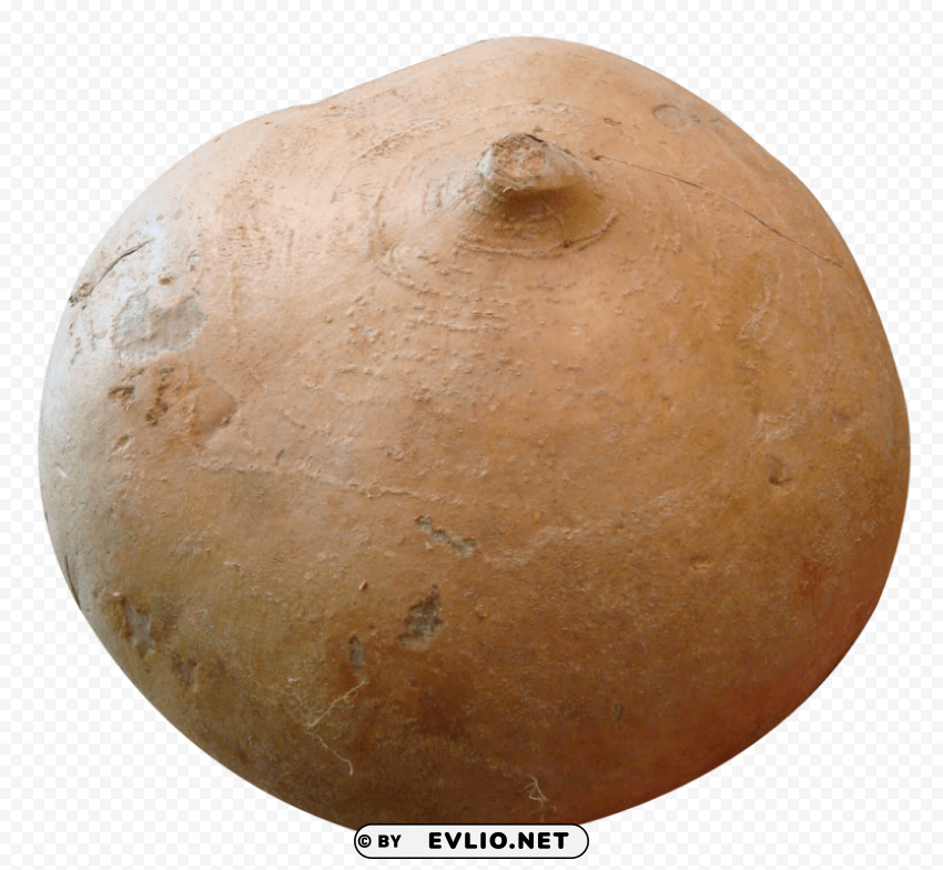 jicama Clear PNG pictures package