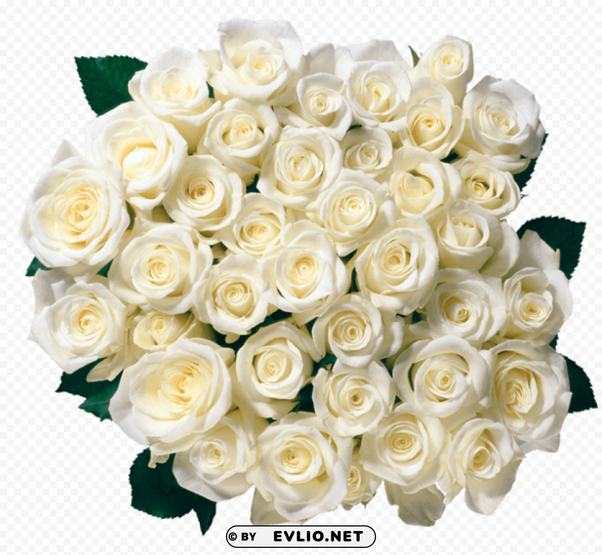 whire rosespicture Free download PNG images with alpha channel