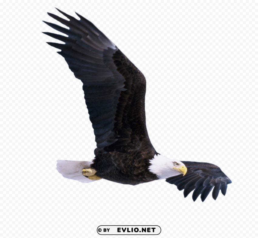 bald eagle flying PNG files with alpha channel