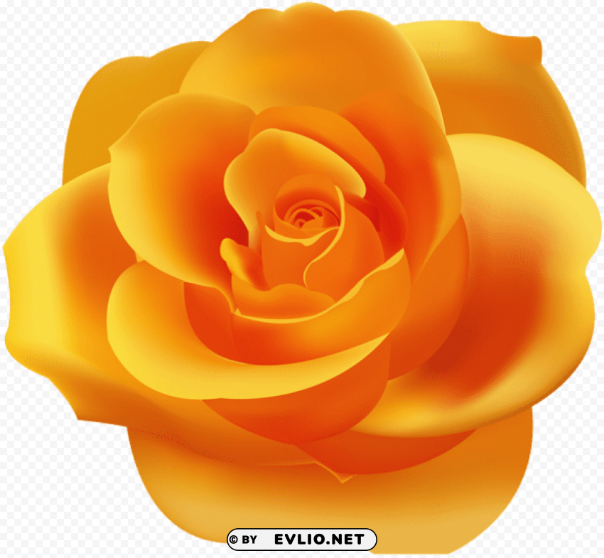 PNG image of orange rose PNG transparent graphic with a clear background - Image ID e7dba9a0