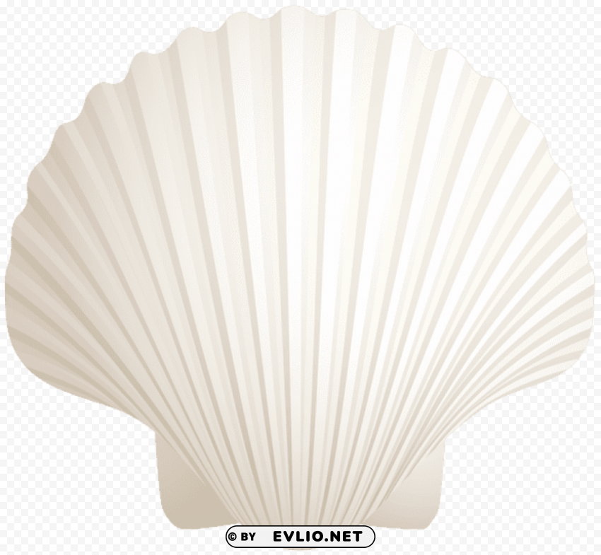 white seashell PNG transparent photos for design