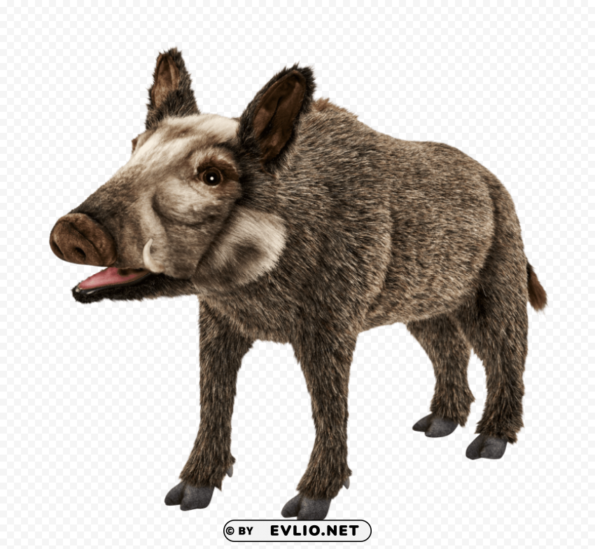wild boar s Clear PNG graphics free png images background - Image ID a522572d