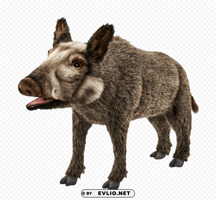 Wild Boar S Clear PNG Graphics Free