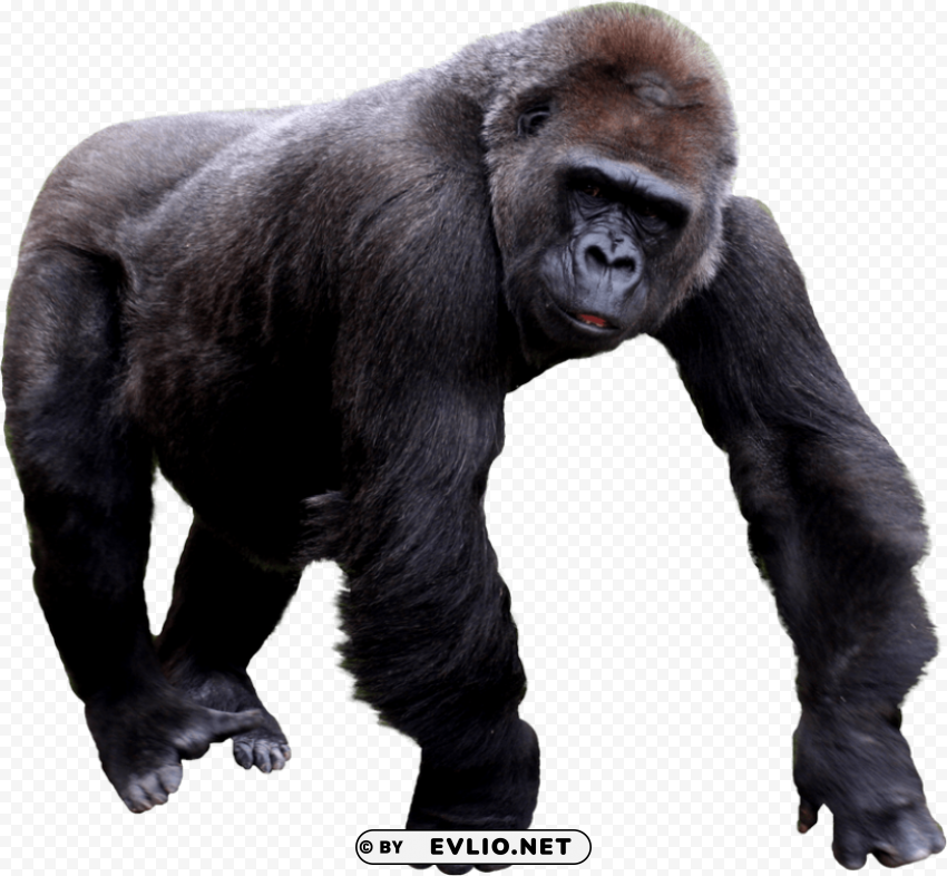 gorilla Isolated Element in HighResolution Transparent PNG