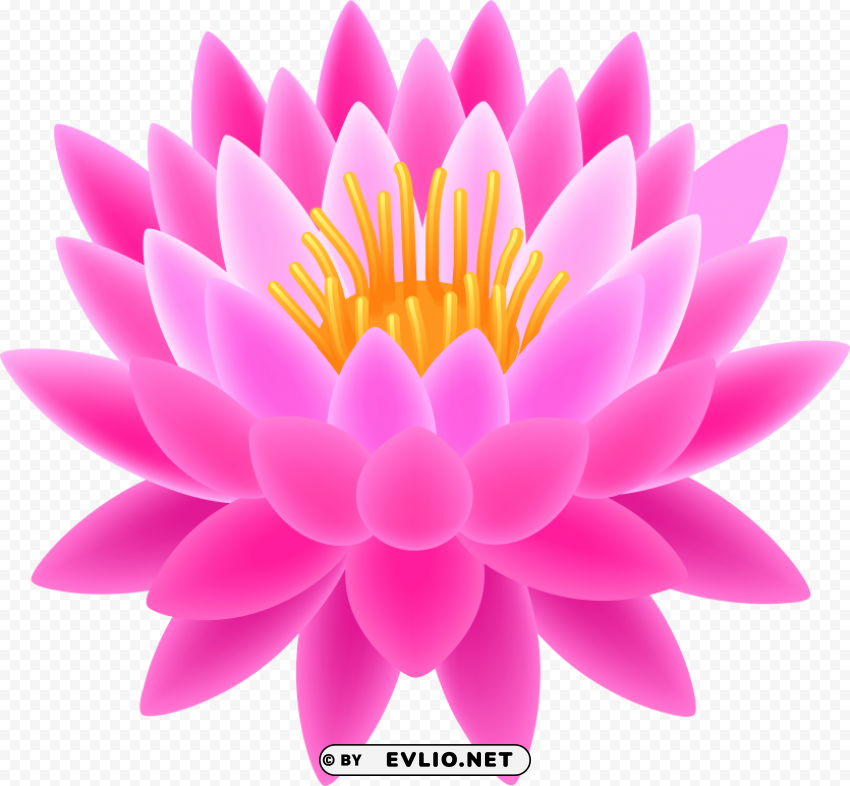 lotus flower transparent background PNG file with no watermark