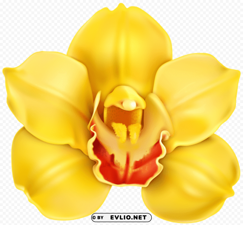 yellow orchid PNG Isolated Subject on Transparent Background