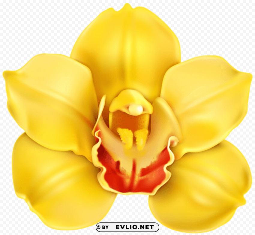 Yellow Orchid PNG Isolated Subject On Transparent Background