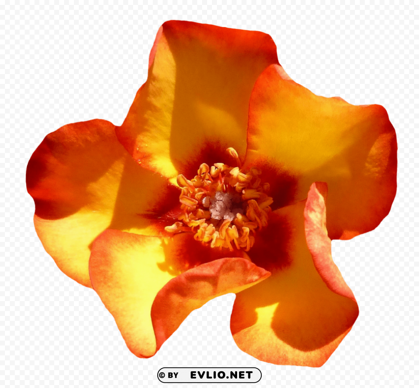 yellow rose flower top view PNG transparent design bundle