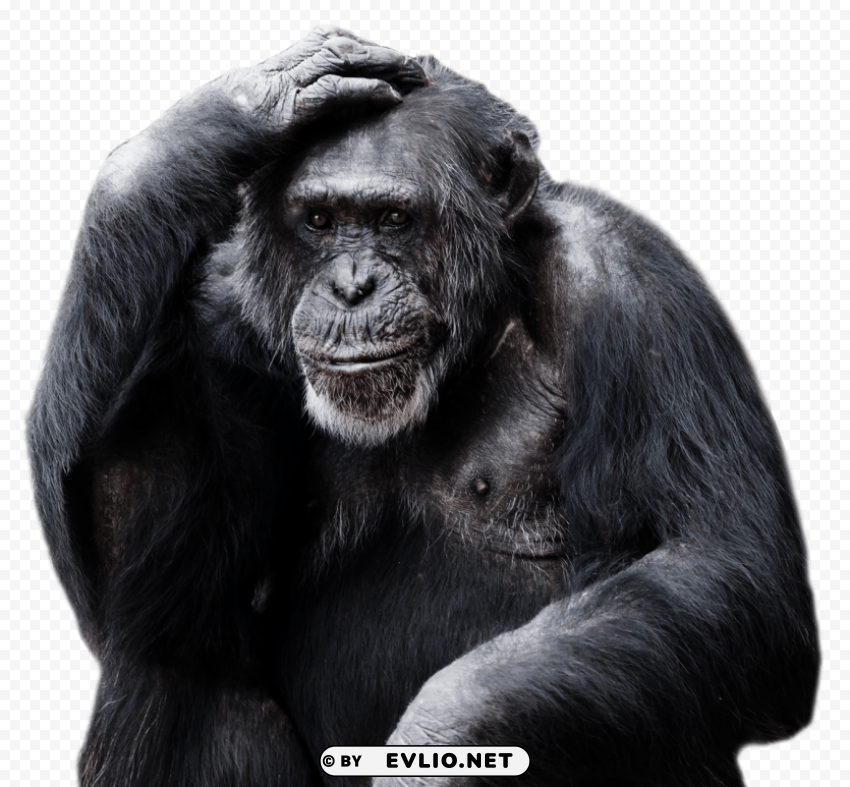 chimpanzee Isolated Graphic on Clear Transparent PNG