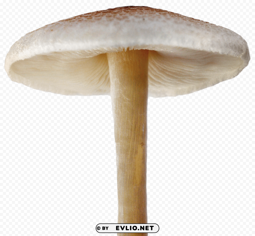 mushroom Isolated Element in HighResolution Transparent PNG