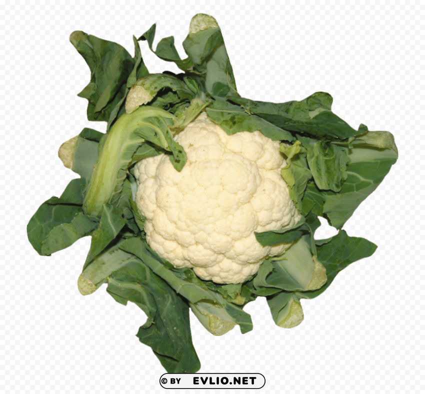 cauliflower PNG files with no backdrop wide compilation